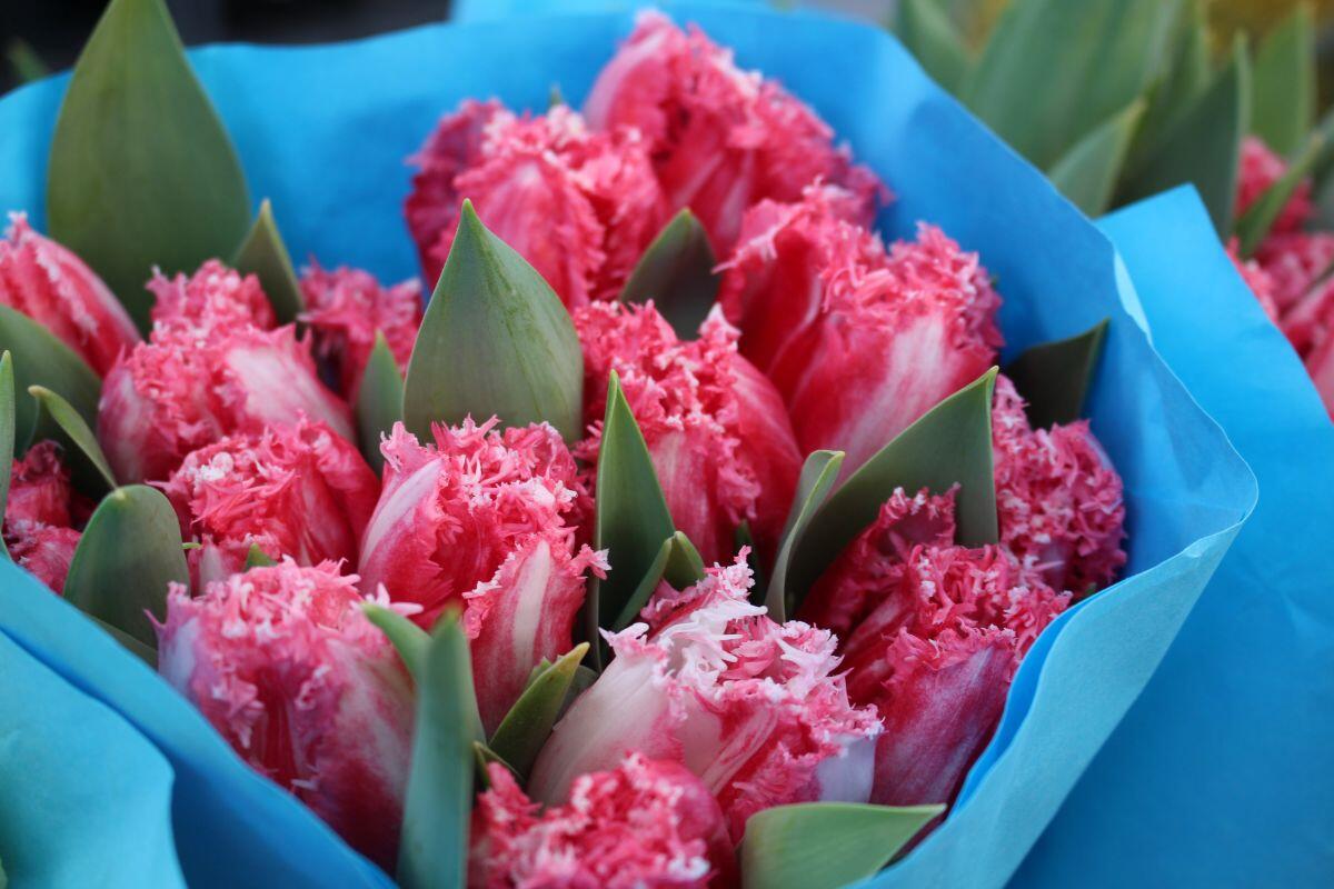 Тюльпаны от 4 рублей и букеты за 85. Выбираем цветы на 8 Марта 