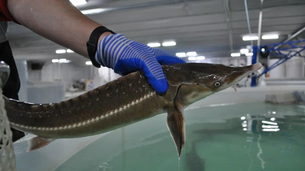 В одной из областей Беларуси создадут рыбный холдинг