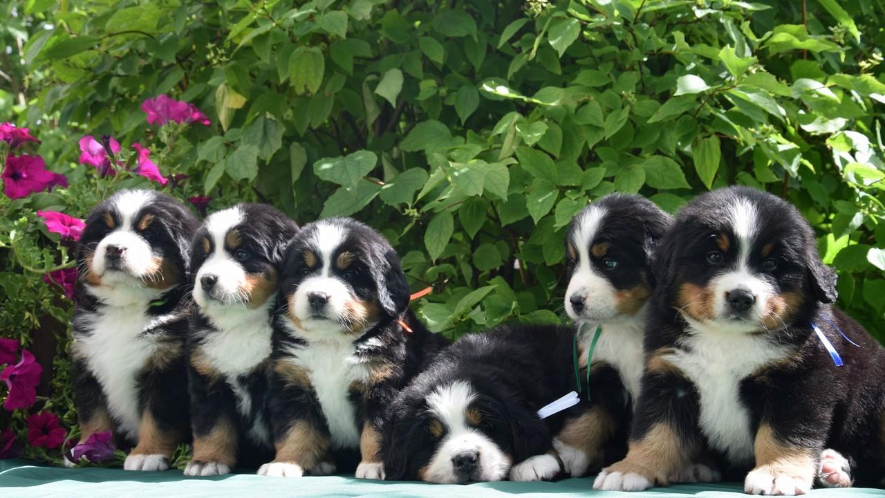 Кто может не платить налог на собаку?