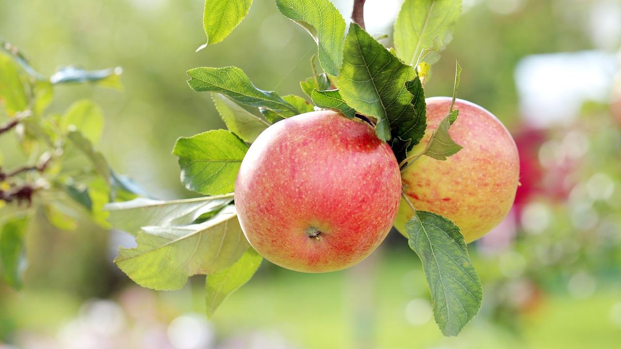 На создание новых фруктовых садов отдадут деньги, предназначавшиеся ...