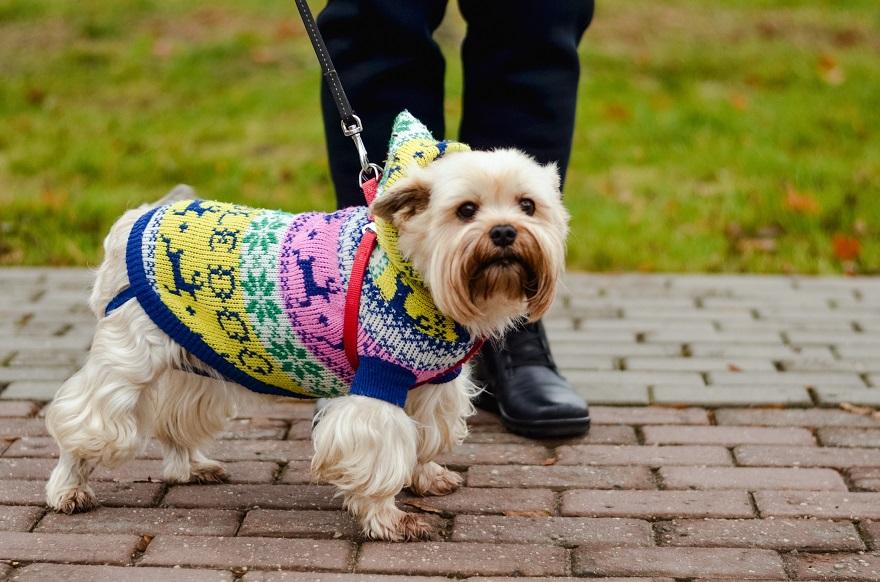 Йоркширский терьер линяет. Описание собаки йоркширский терьер. Кормления щенков чихуахуа. Собака торьтерьер. Рыжий чихуахуа короткошерстный.