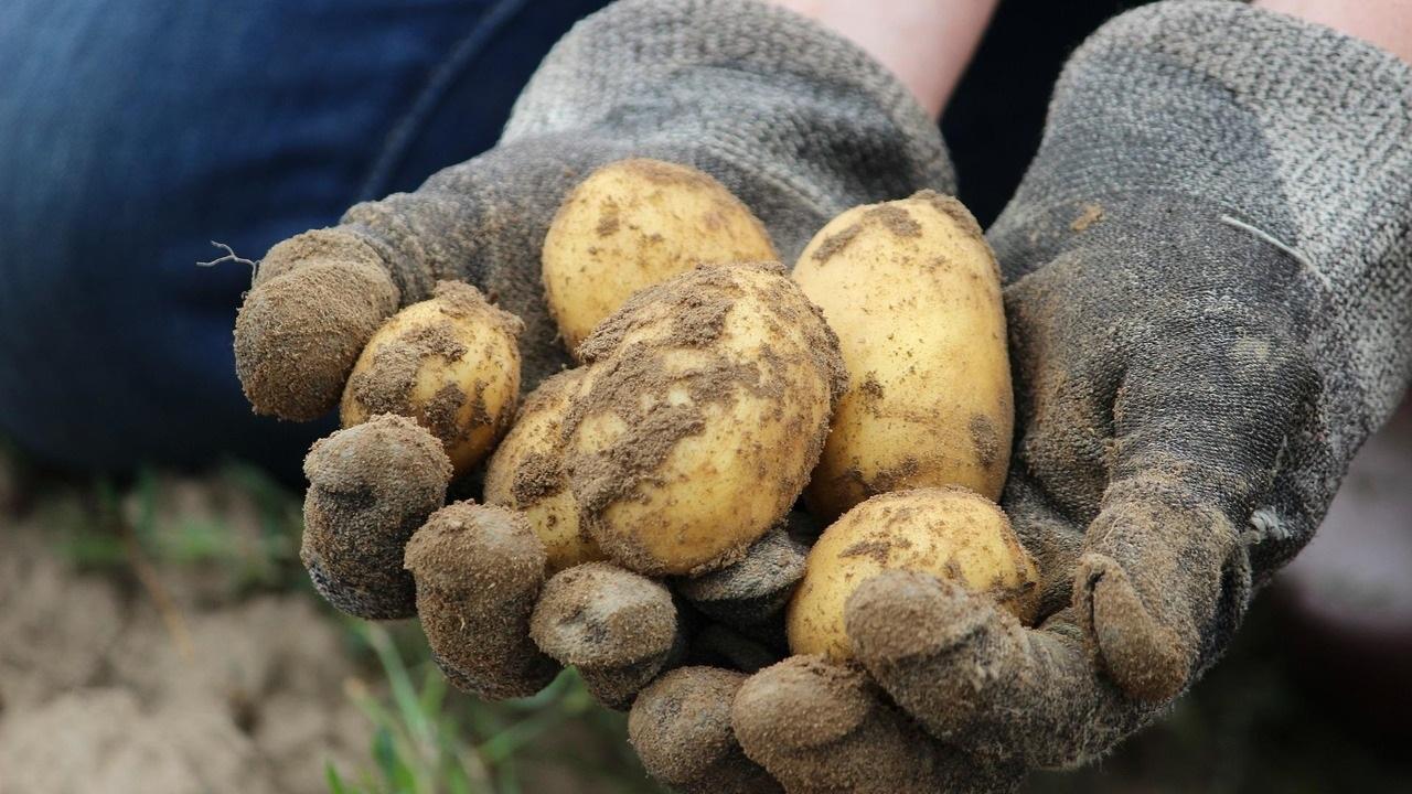 Цены поражают воображение. В Беларуси начинается сезон молодой бульбы​​