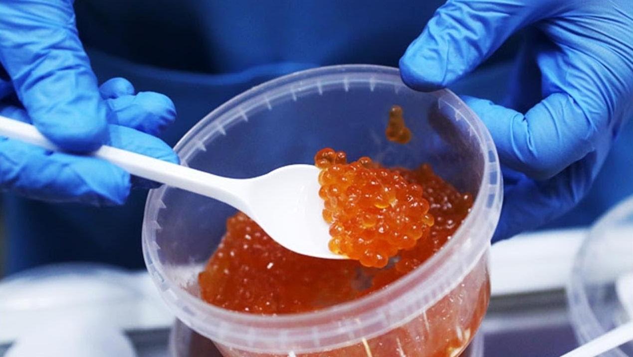 икра палочка. икра палочка. кишечная палочка в икре. икра палочка. исследование икры в лаборатории.