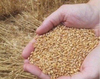 Мировой рынок продовольствия уходит в рост, Беларусь увеличивает поставки на экспорт.