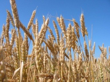 Объём сельхозпродукции в Беларуси вырос более чем на 5% за 2012 год