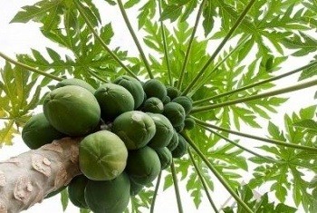 Россия попросила объяснить происхождение киви и папайи из Беларуси