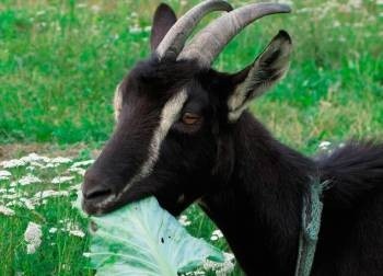 ТОП-9 экономических событий уходящего года козла