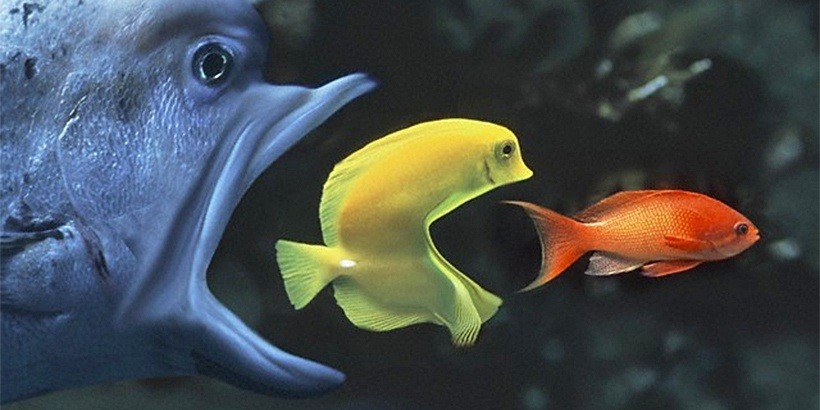 За полгода в Беларуси произошло 64 слияния и поглощения