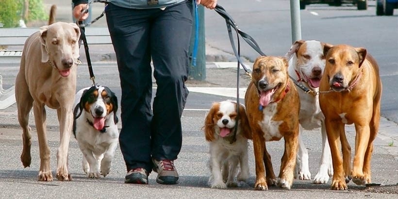 В Беларуси снизятся ставки налога для владельцев собак