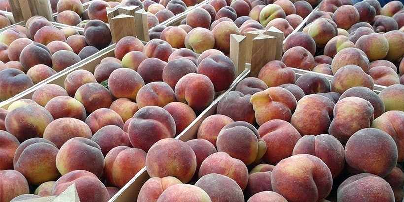 Испанцы бьют тревогу из-за новых правил ввоза персиков в Беларусь