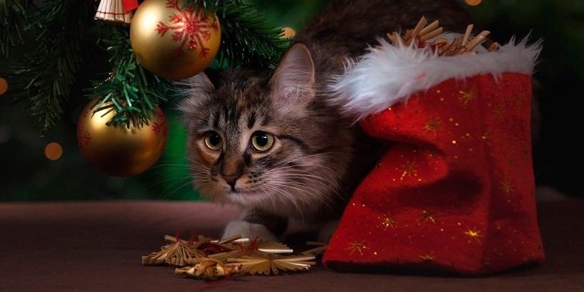 Выяснилось, сколько времени Дед Мороз будет читать письма белорусов