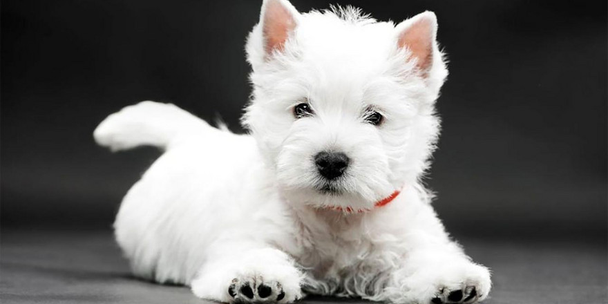 «Хороший корм стоит дорого, расходы приличные!» Владельцы питомцев о том, сколько тратят на их содержание