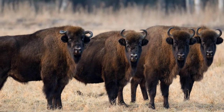 Башкортостан купит у Беларуси 20 зубров