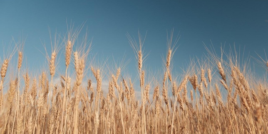 Белорусский климат приобретает черты тропического, заявили ученые