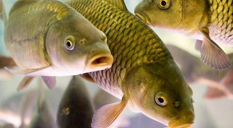 Только карпа — почти 5 тыс. тонн за 2022 год. Сколько рыбы вылавливают в Беларуси