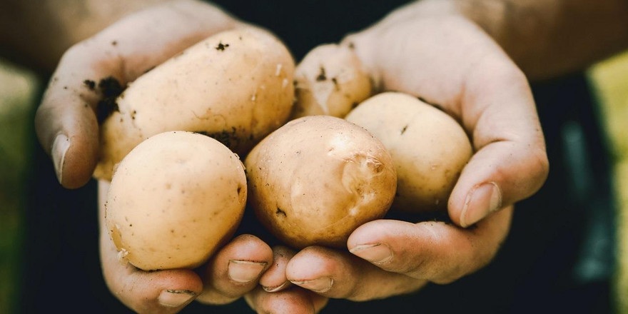 Урожай картофеля в Беларуси сократился почти на 9% — почему?