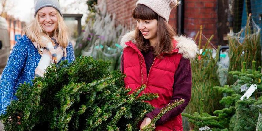 Сколько будут стоить новогодние ели