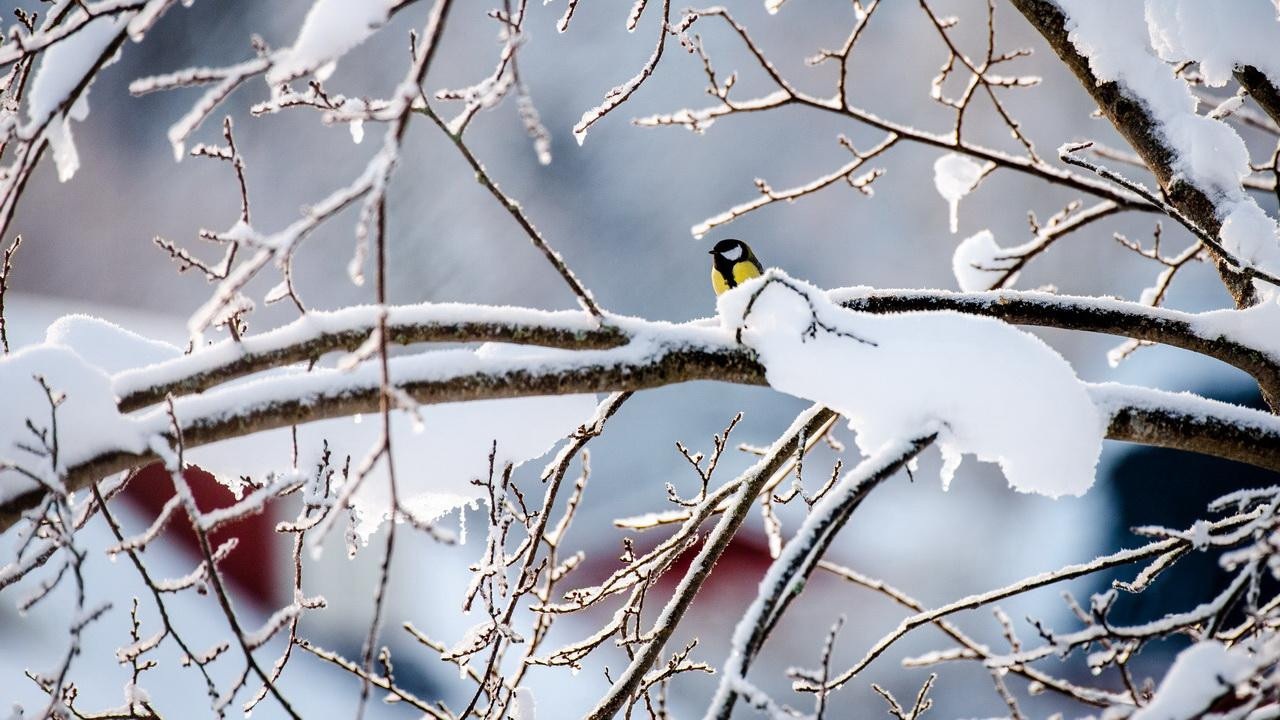 Какая погода будет в Беларуси в ближайшие 3 дня – смотрим прогноз