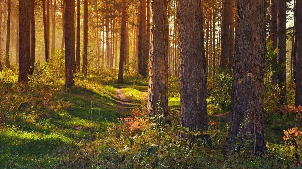 Где в Беларуси введены запреты и ограничения на посещение лесов: список районов