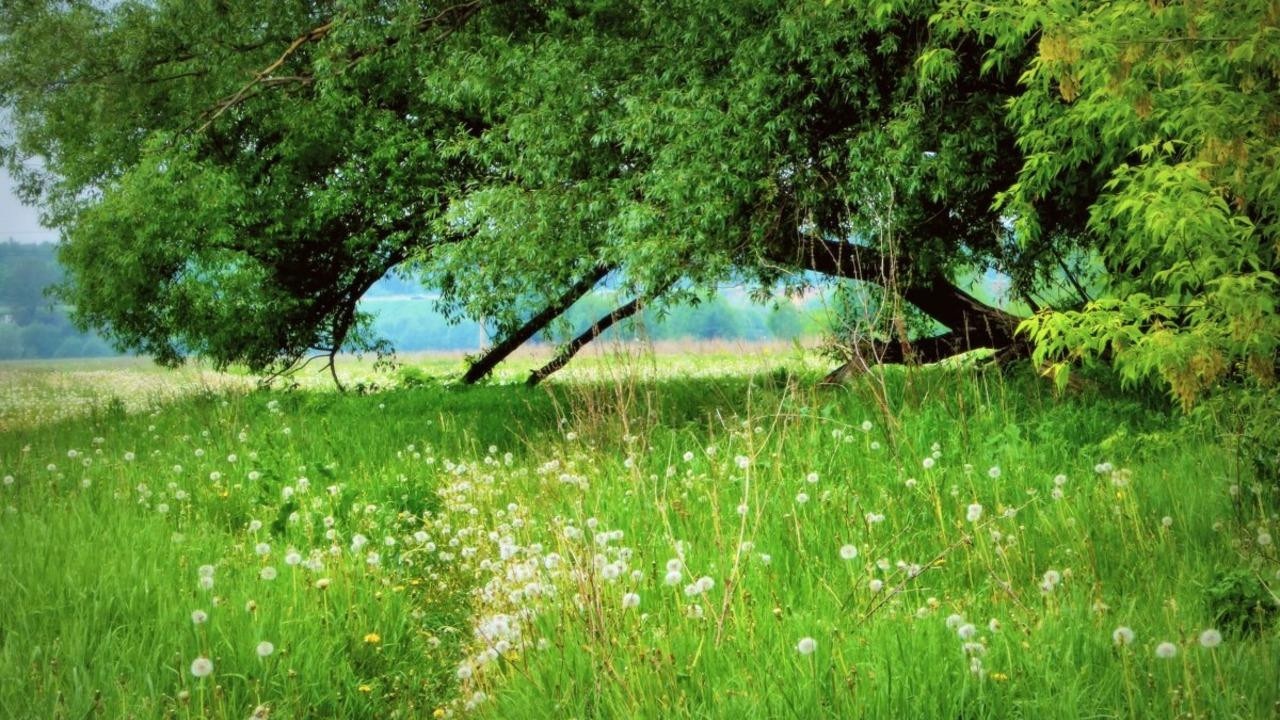 От +8°С ночью и до +27°С днем – смотрим прогноз погоды по Беларуси