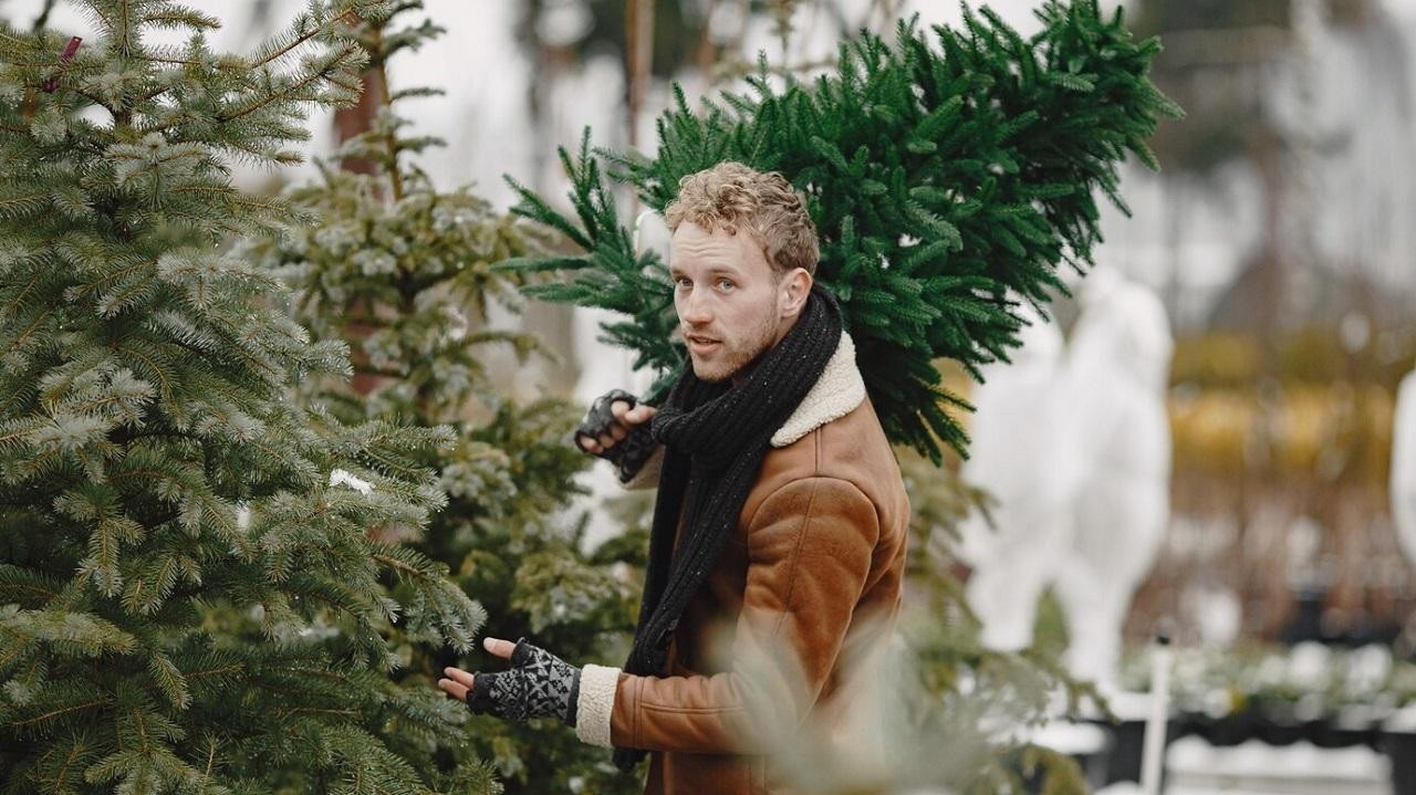 Белорусы купили к праздникам рекордное количество елей в лесхозах. Какая область в лидерах?