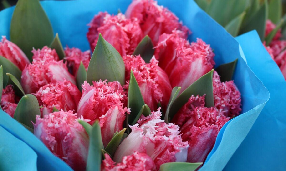 Тюльпаны от 4 рублей и букеты за 85. Выбираем цветы на 8 Марта 