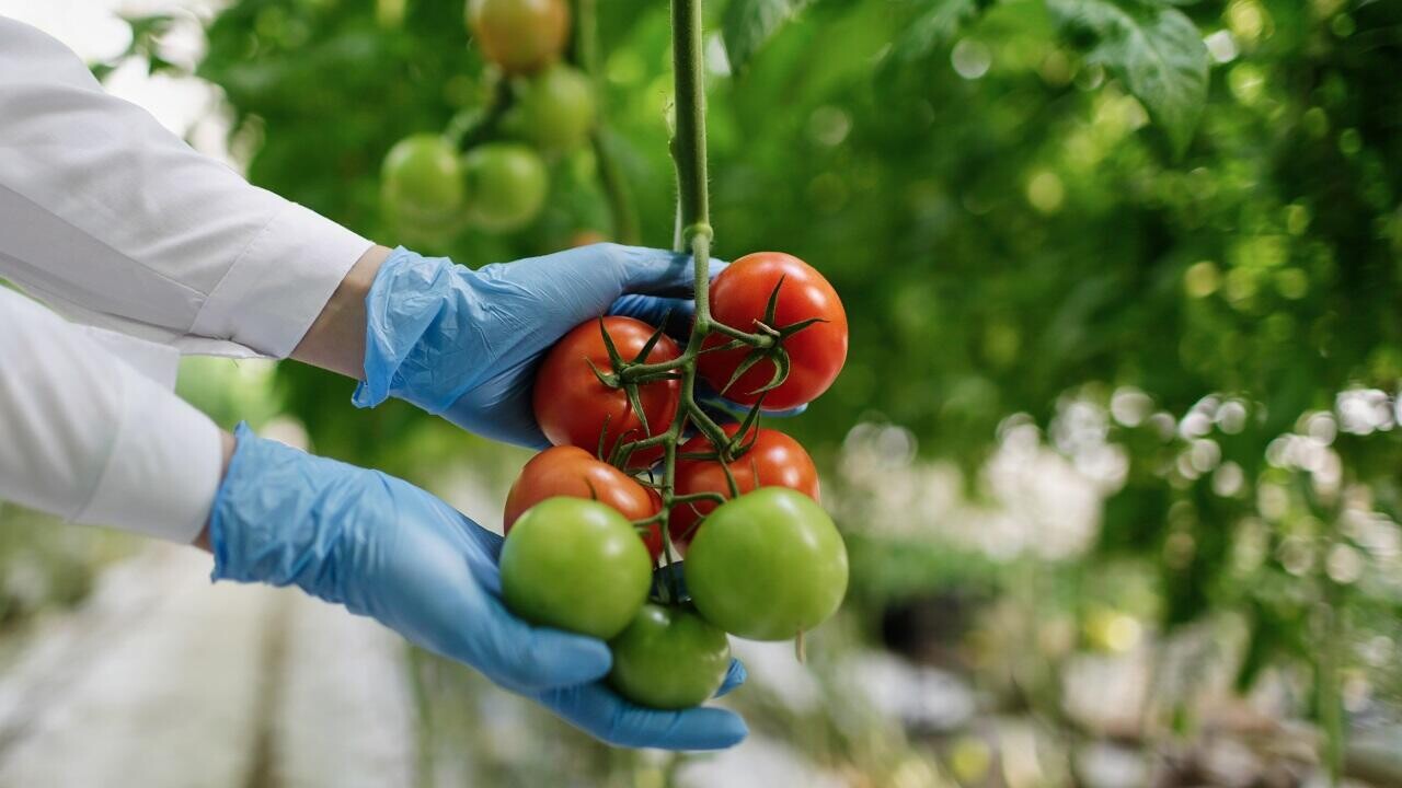 Под Брестом строят супертеплицу будущего с искусственным интеллектом 