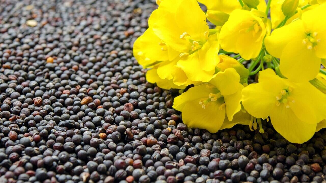 Ущерб на 1,5 млн рублей: на Минщине вскрыли масштабную кражу в сельхозсекторе