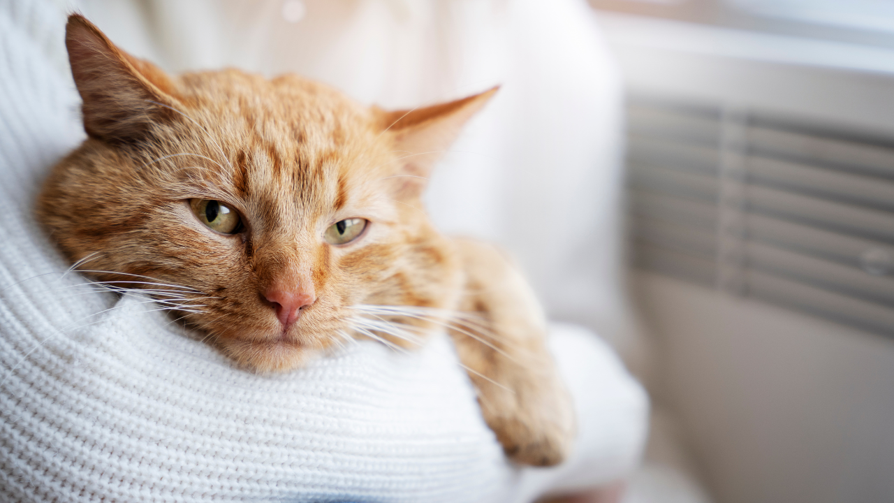 В декабре белорусов ждут большие выходные, но сначала – шестидневная рабочая неделя