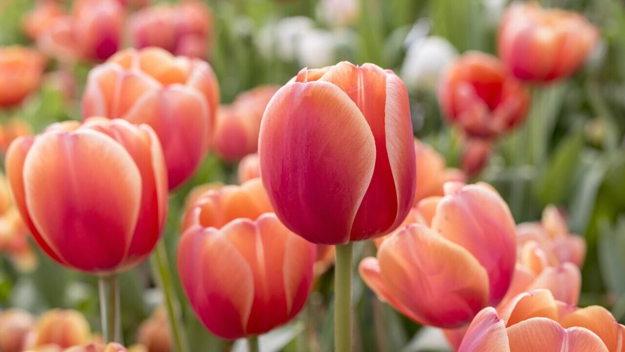 Тюльпановые фермеры на Брестчине утаили от налоговой более 10 млн рублей