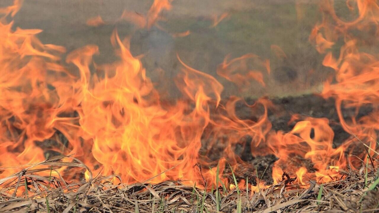 В Могилевской области второй день тушат крупный лесной пожар