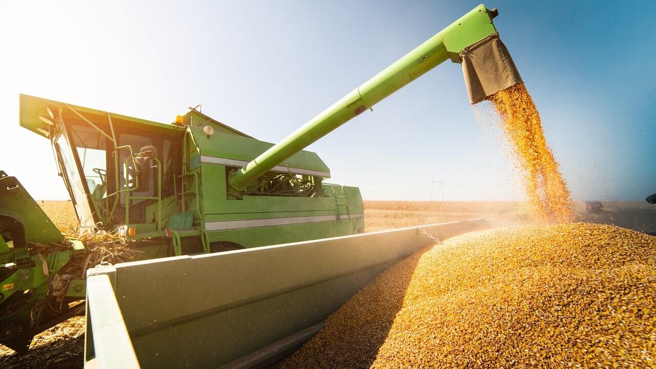 Стало известно, сколько в Беларуси собрали зерна, картофеля и овощей за 2025 год