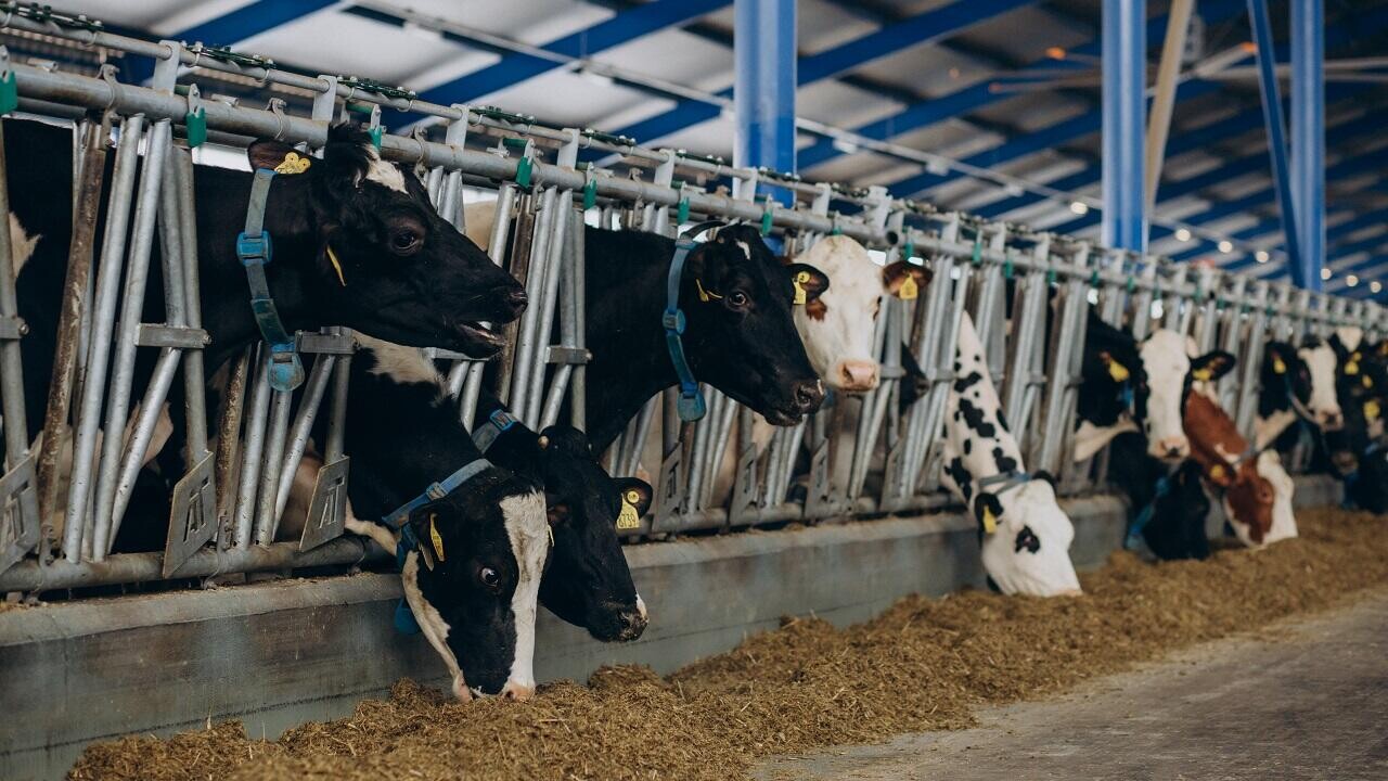 Правительство утвердило список из двух сотен инвестпроектов в АПК для субсидирования