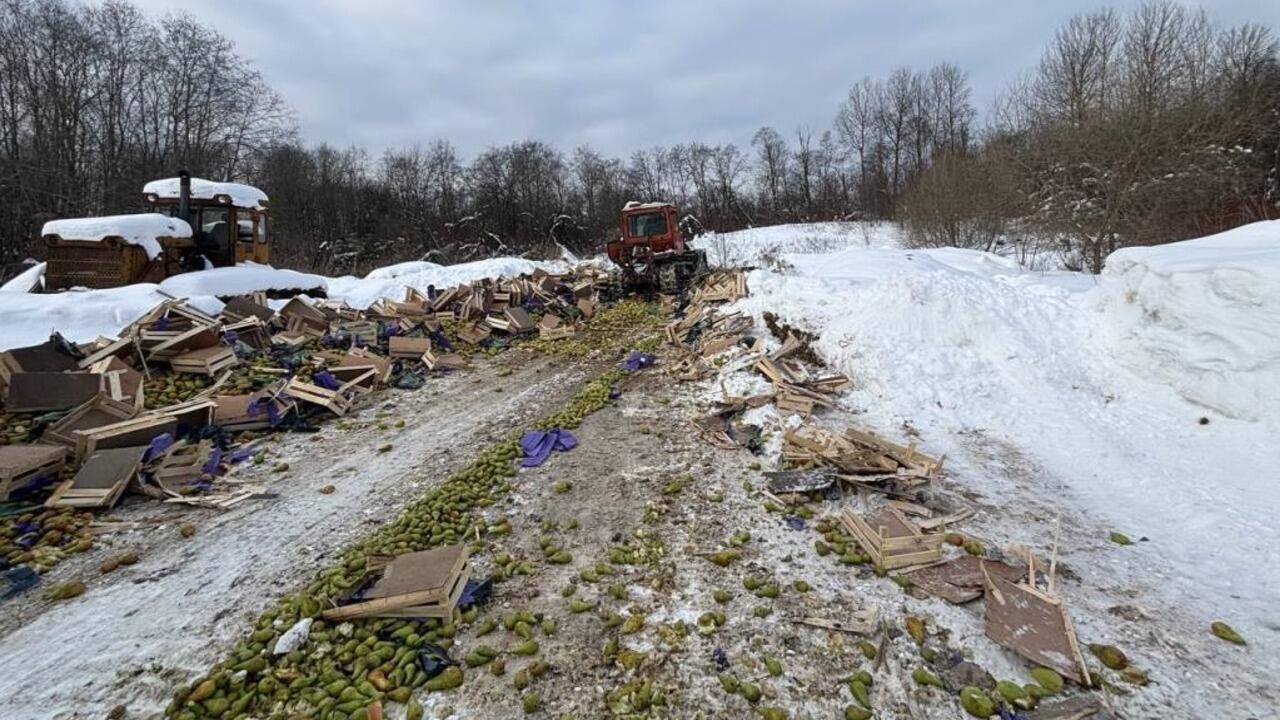 В РФ уничтожили 20 тонн груш, которые ввезли из Беларуси