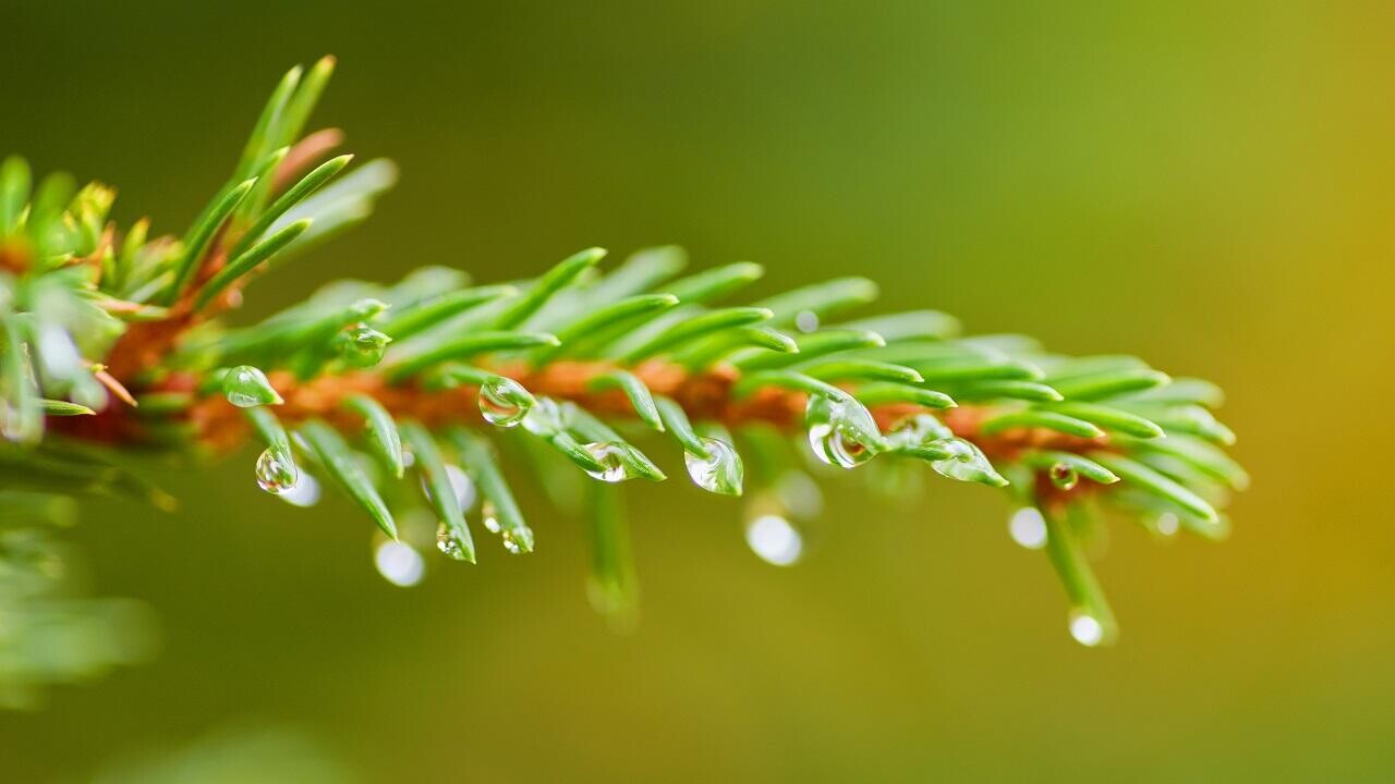 Зима уходит по-весеннему: на выходных в Беларуси будет до +14°С