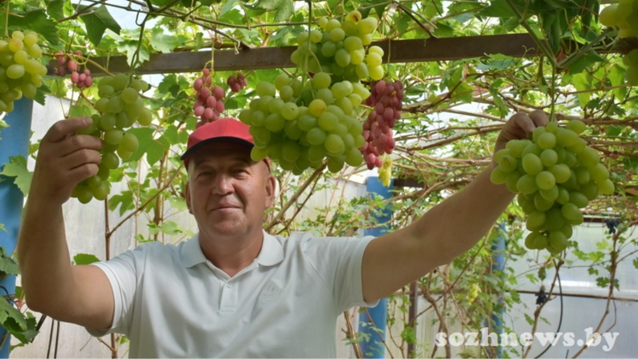 Белорус выращивает под Гомелем более 300 сортов винограда (фото)