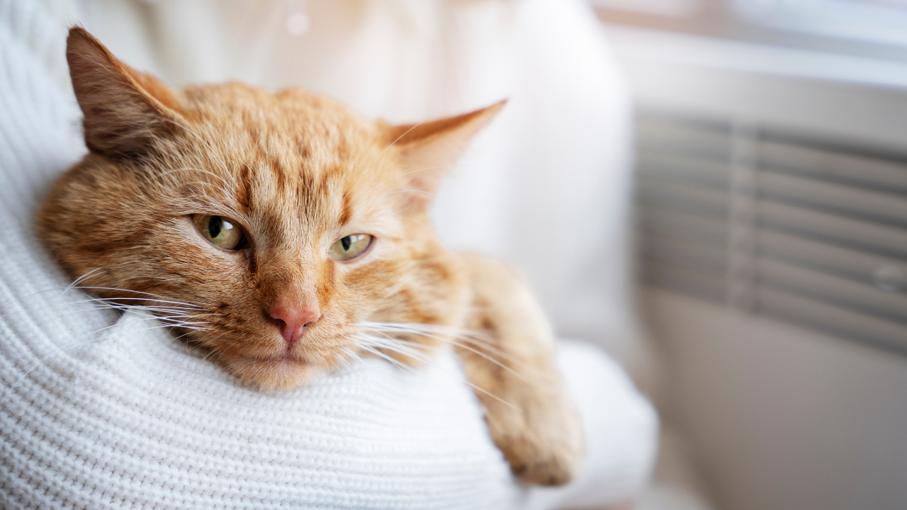 В декабре белорусов ждут большие выходные – 4 дня подряд. Как будем работать и отдыхать?