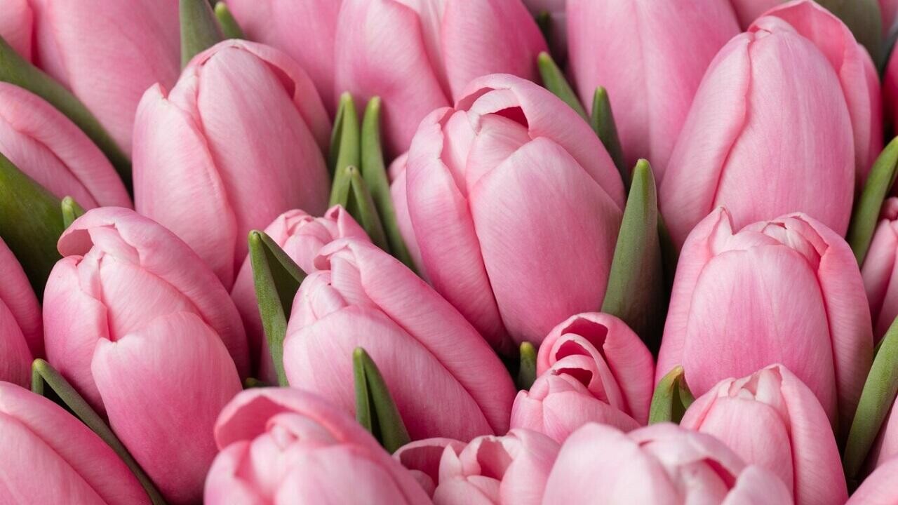 Минтруда разъяснило, на какие подарки к 8 марта не начисляются взносы в ФСЗН