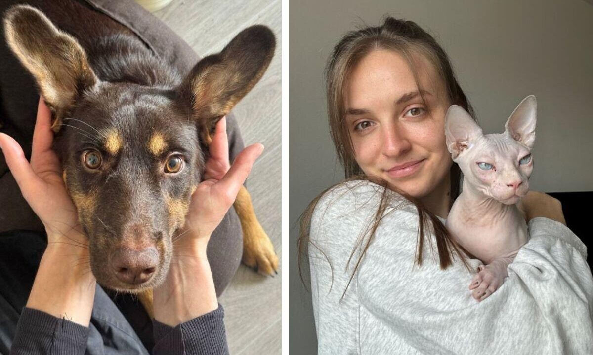 «Только на сайт потратили $12 тысяч». Можно ли заработать на передержке животных? 