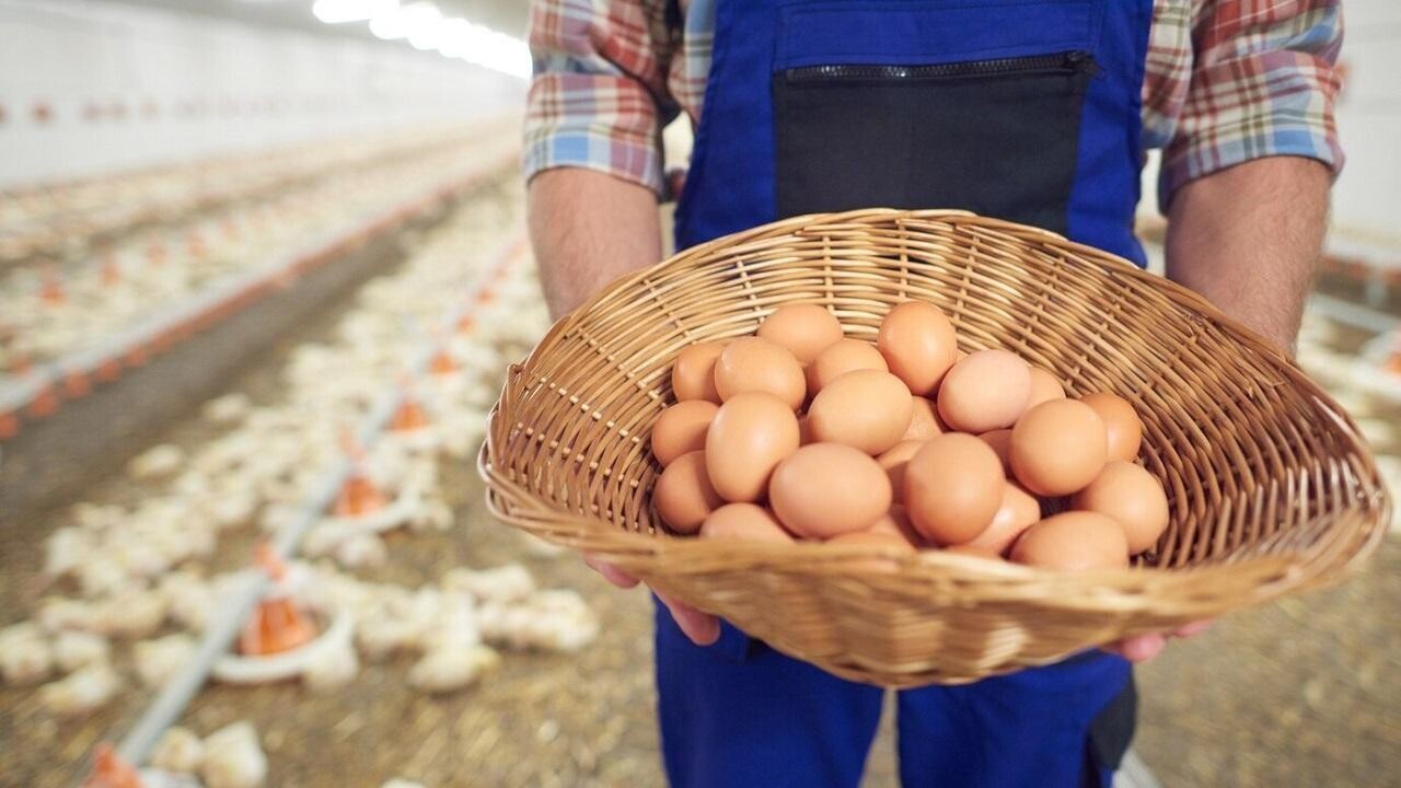 Белорусский АПК в плюсе за первый квартал, но есть просадка по яйцам