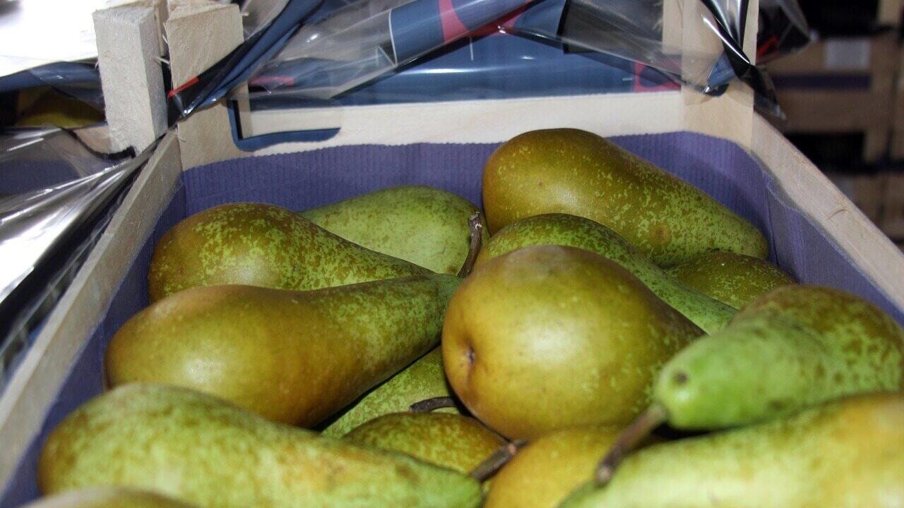 Россельхознадзор пресек поставки «санкционки» — ее везли из Беларуси