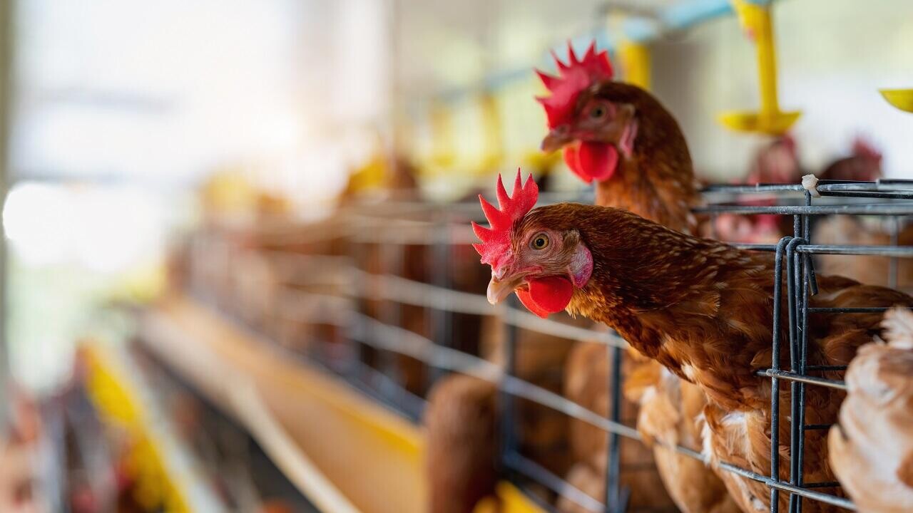 Белорусские аграрии нарастили выпуск продукции на фоне подъема в животноводстве 