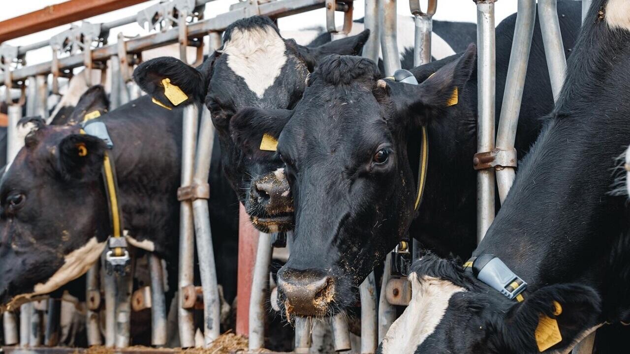 На ферме под Могилевом скрыли гибель скота – теперь директору грозит 10-летний срок