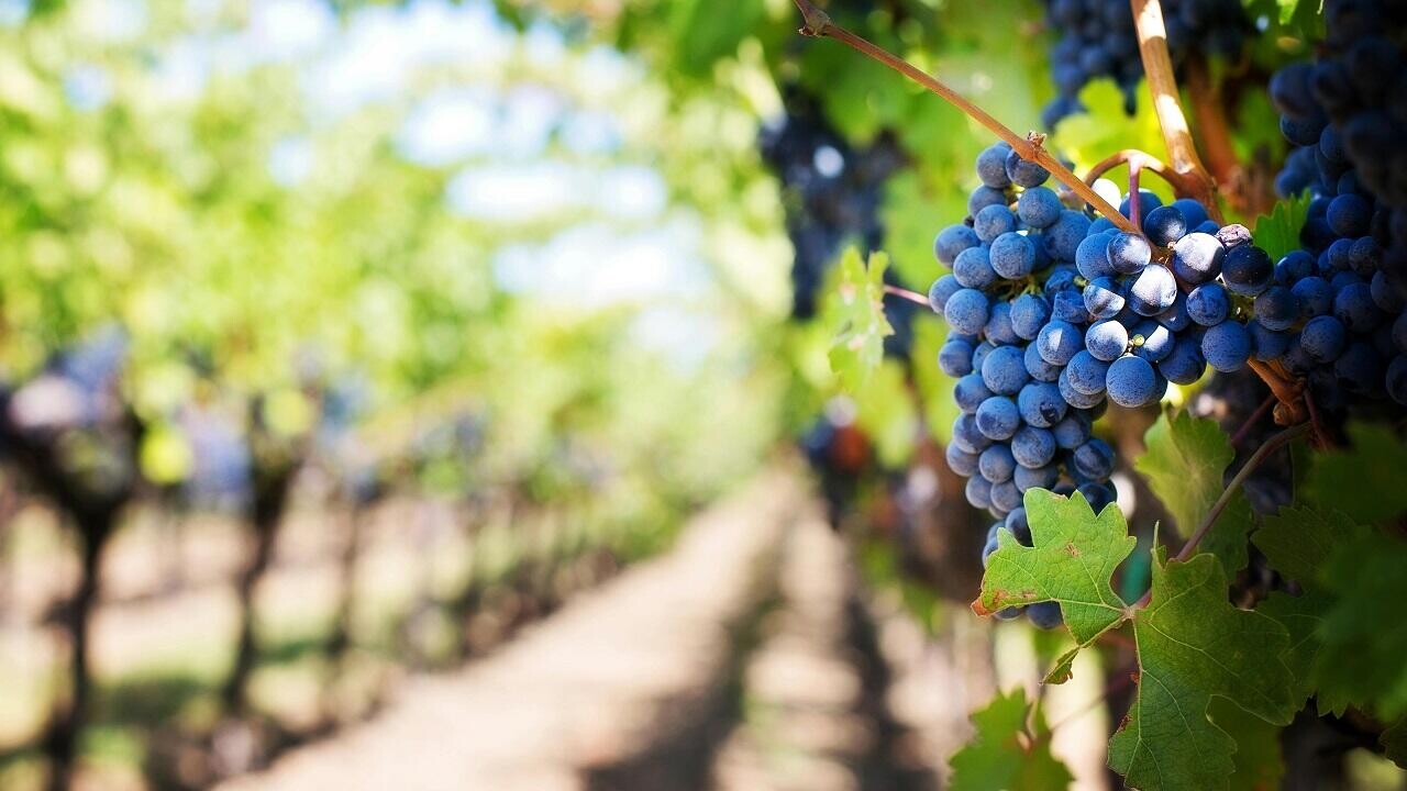 В Беларуси впервые вывели собственный сорт винограда для сухого вина