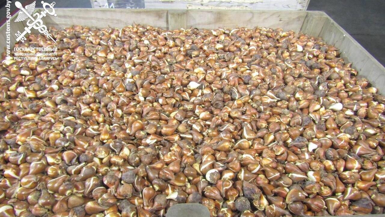 В Беларусь пытались ввезти сотни тысяч луковиц тюльпанов, в разы занизив стоимость