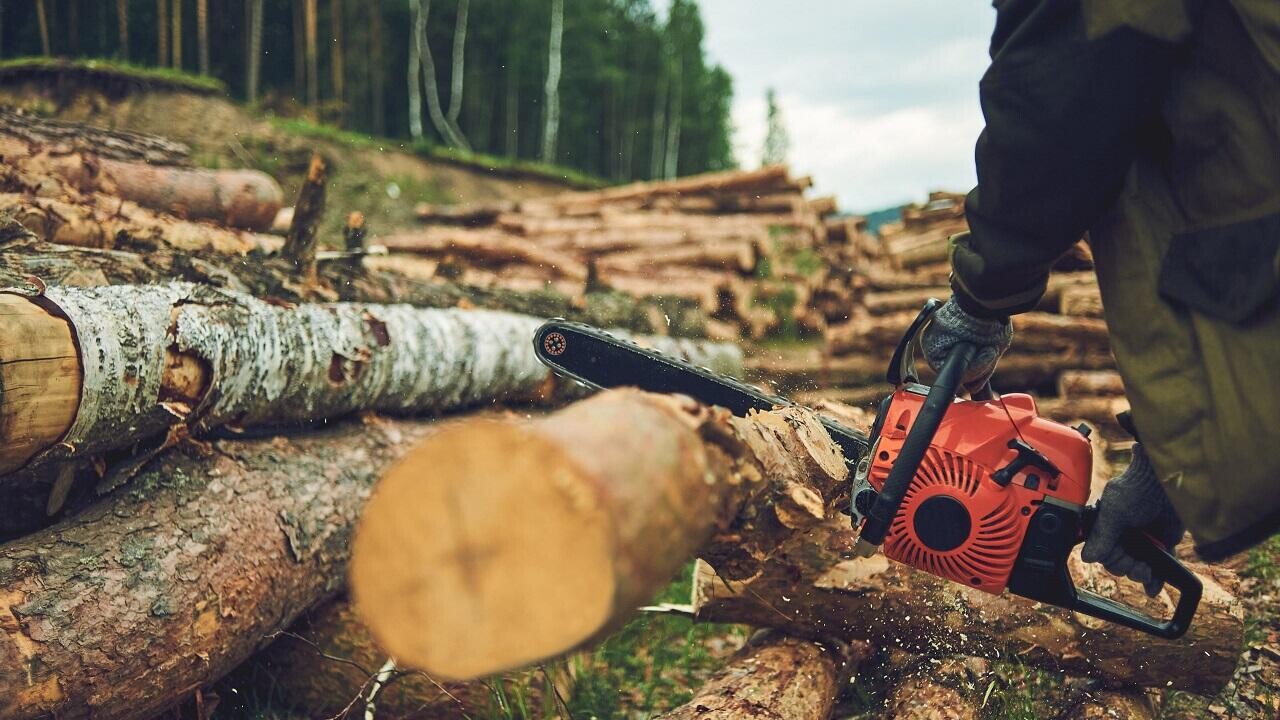 Кто заплатит за вырубку деревьев под ЛЭП: в Беларуси утвердили порядок компенсации