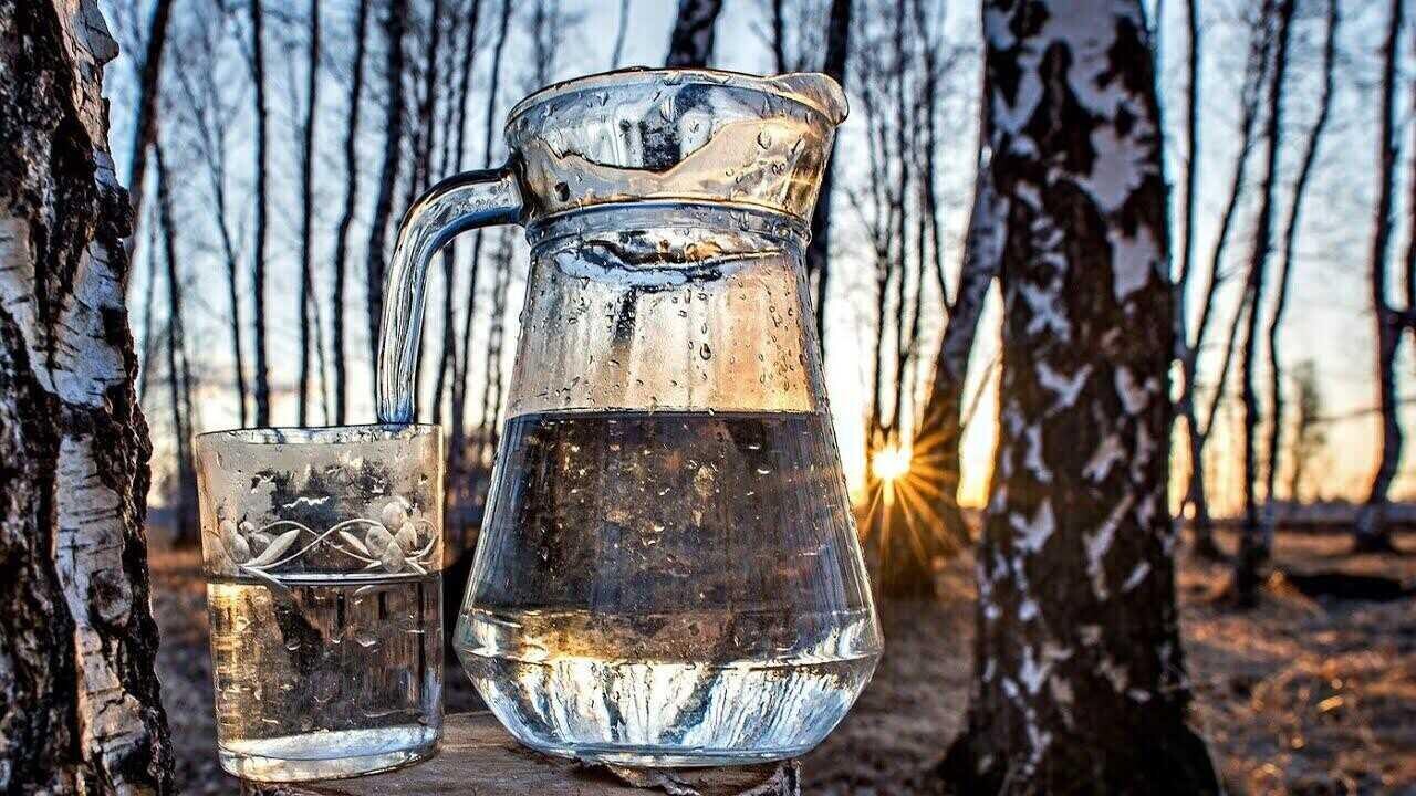 Белорусам запретили собирать березовый сок? Ответили в Минлесхозе