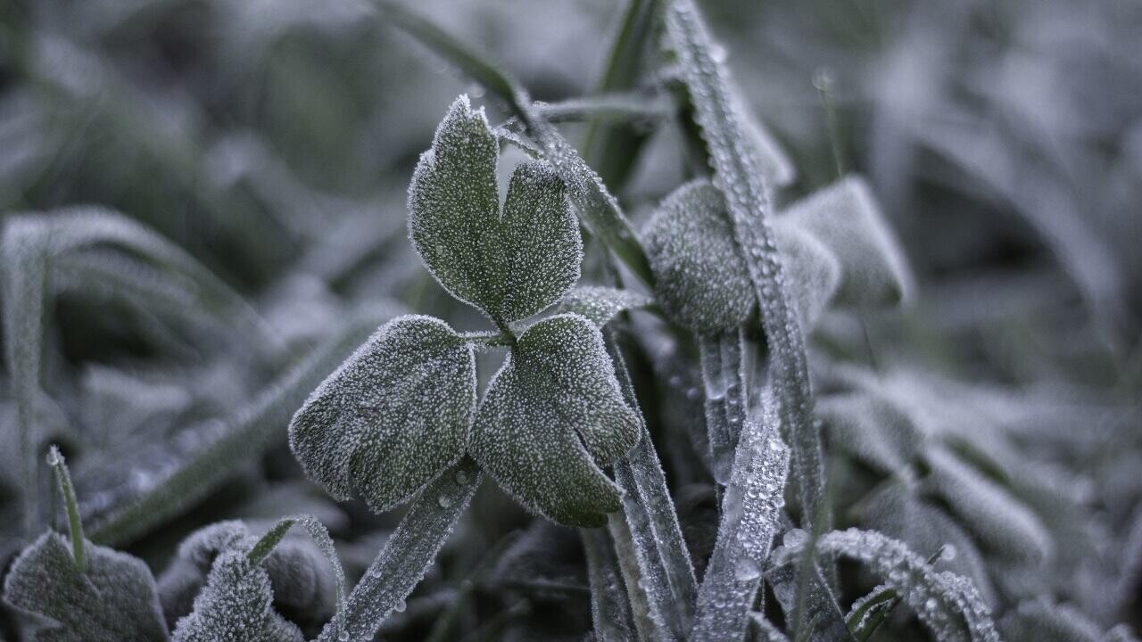 В Беларусь идут заморозки – объявлено штормовое предупреждение