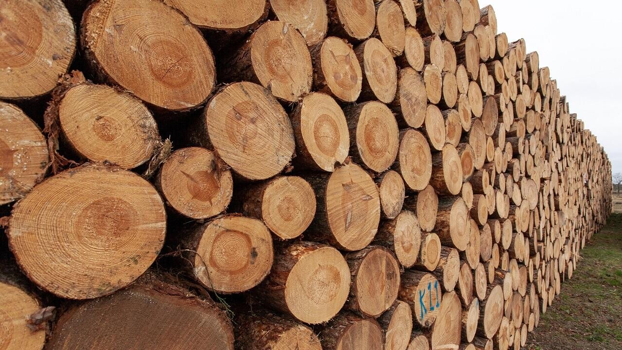В топе покупателей белорусского леса на БУТБ оказался азербайджанский бизнес