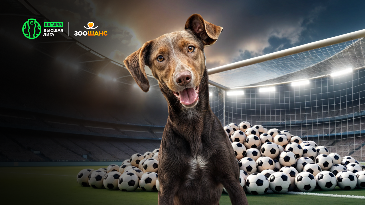 Более 1 200 кг корма и десятки пристроенных животных – итоги благотворительной программы Betera pets